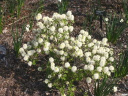 Dwarf Fothergilla - Container