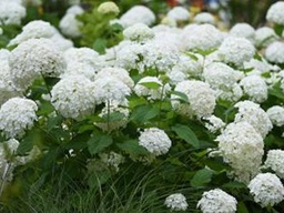 Annabelle Hydrangea - Container