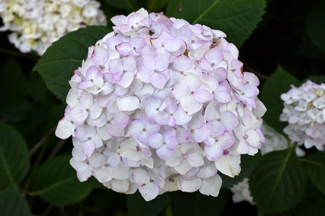 Blushing Bride Hydrangea - Container