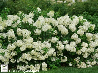 Bobo® Hydrangea - Container