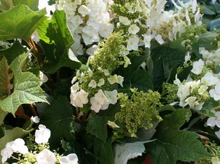 Oakleaf Hydrangea - Container