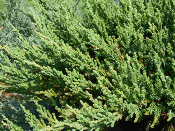 Green Sargent Juniper - Container