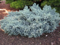 Blue Star Juniper - Container