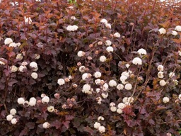 Coppertina Ninebark - Container