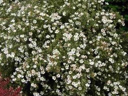 [POTFRMCKA3GLSHR] McKay's White Potentilla - Container