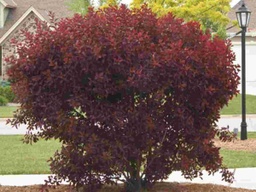 Purpleleaf Sand Cherry - Container