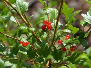 Alpine Currant - Container