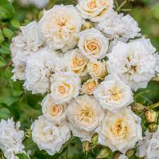 White Drift Rose - Container