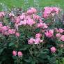 [ROSKOPINK3GLSHR] KnockOut® Rose Pink - Container