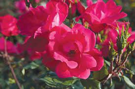 Knock Out® Rose Red - Container