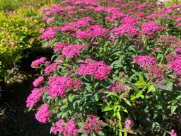 [SPIBUNEON3GLSHR] Neon Flash Spirea - Container