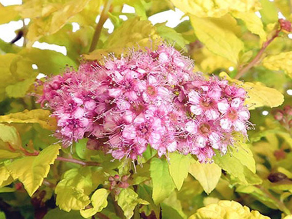 Goldmound Spirea - Container