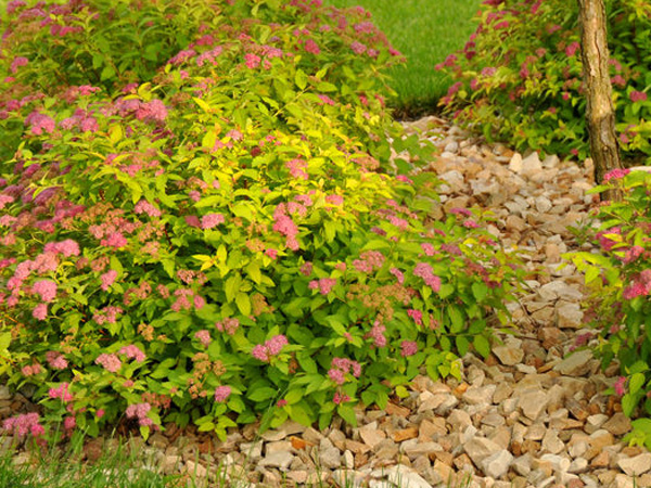 Magic Carpet Spirea - Container