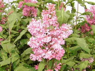 Miss Canada Lilac - Container