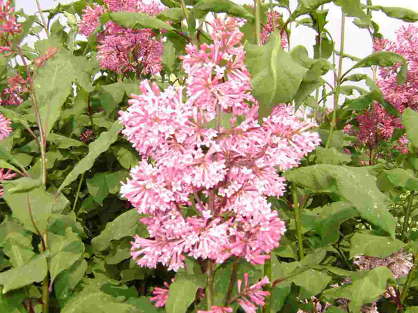 Miss Canada Lilac - Container