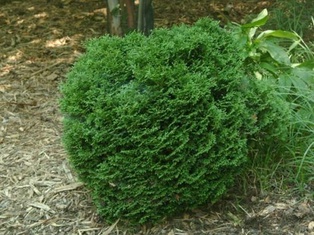 Hetz Midget Arborvitae - Container