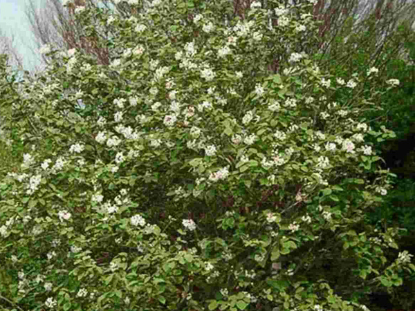 Koreanspice Viburnum - Container