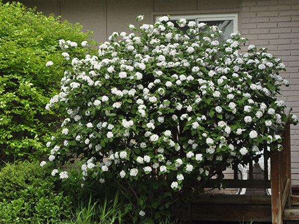 Judd Viburnum - Container