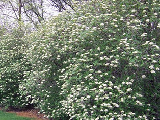 Mohican Viburnum - Container