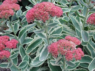 Autumn Charm Stonecrop - Container