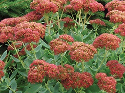 [SEDAUTF001GL] Autumn Fire Sedum - Container