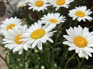 Becky Shasta Daisy - Container