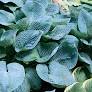 Big Daddy Hosta - Container