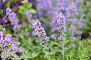 Blue Wonder Catmint - Container