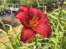 [HEMCHIAPAC001GL] Chicago Apache Daylily - Container