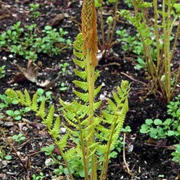 [OSMCINCINN001GL] Cinnamon Fern - Container