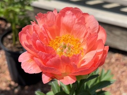 [PAECORA002GL] Coral Sunset Peony - Container