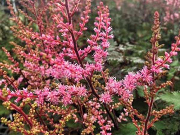 Delft Lace Astilbe - Container