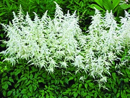 [MWGC] Deutschland Astilbe