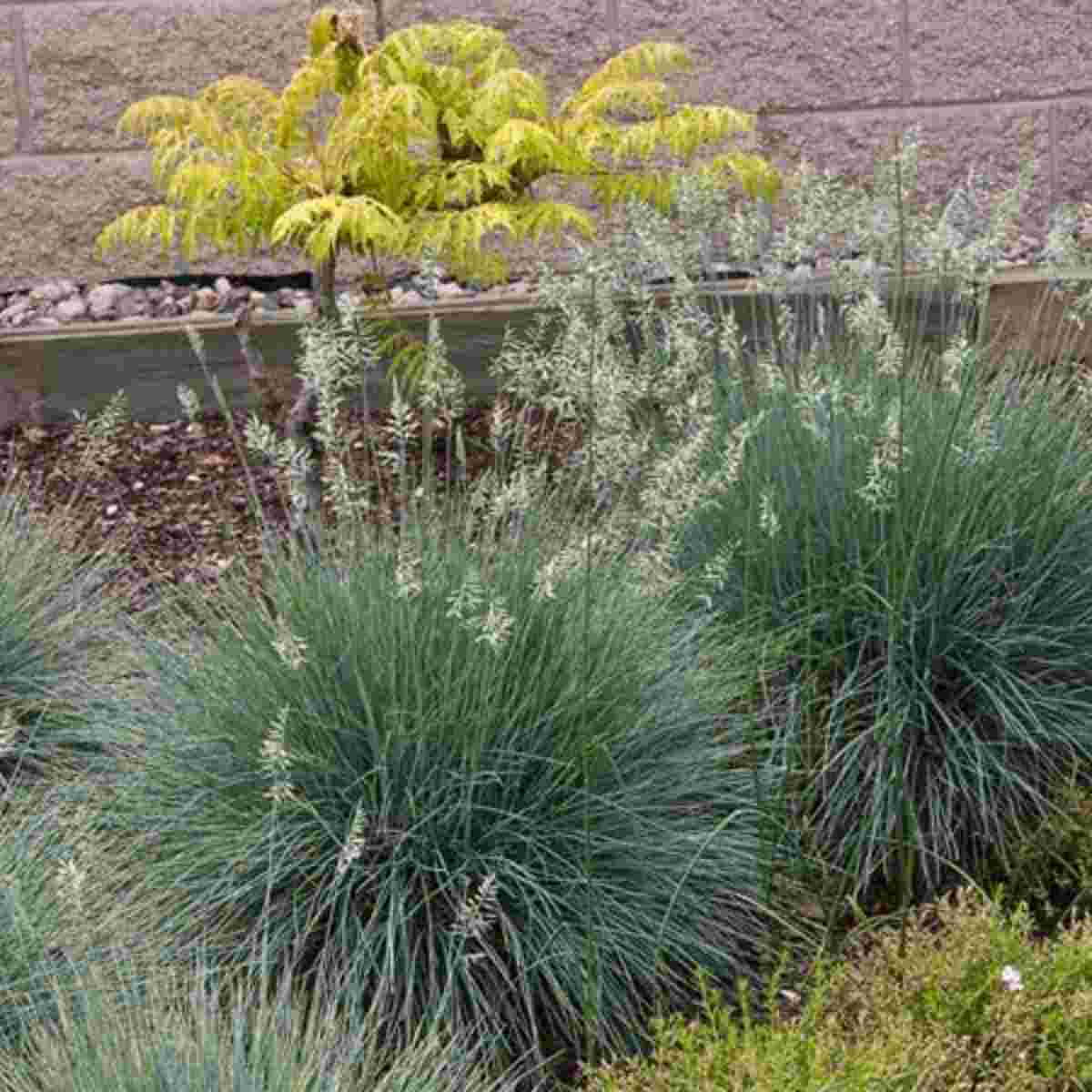 Elijah Blue Fescue Grass - Container