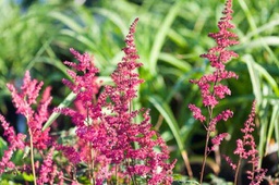 Fanal Astilbe - Container