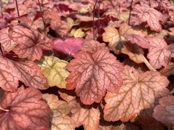 Georgia Peach ® Coralbells - Container