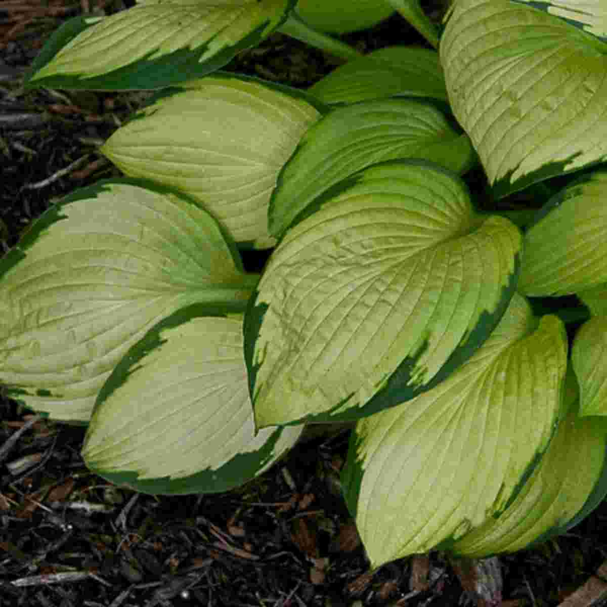 Gold Standard Hosta - Container