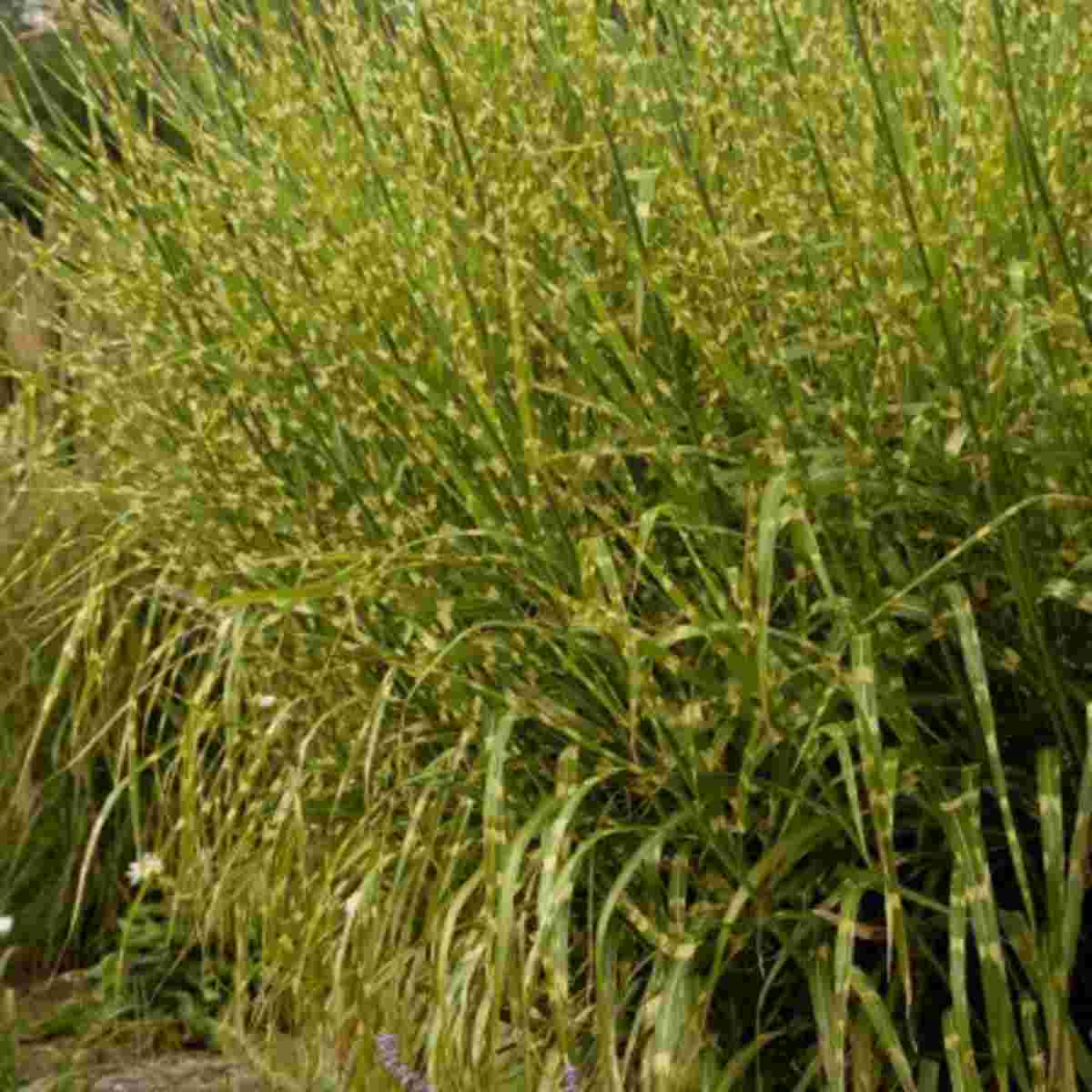 Gracillimus Maiden Grass