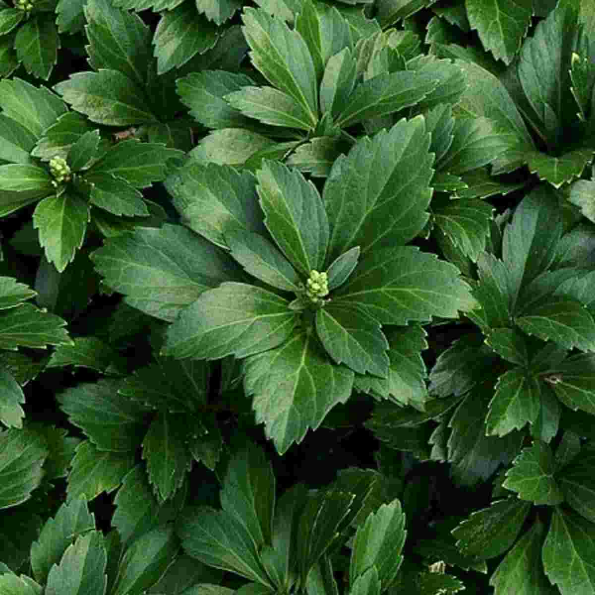 Green Carpet Pachysandra - Cell