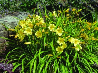 Happy Returns Daylily - Container