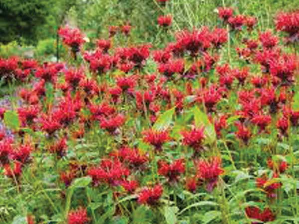 Jacob Cline Bee Balm - Container