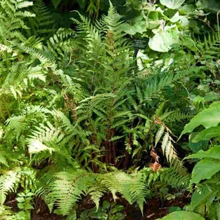 Lady Fern - Container