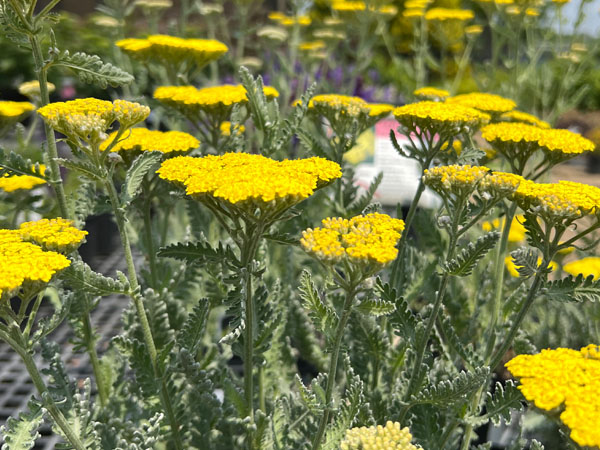 Moonshine Yarrow