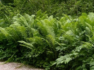 Ostrich Fern - Container