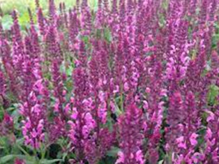 Pink Friesland Sage - Container