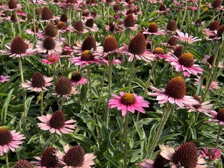 Pixie Meadowbrite Coneflower - Container