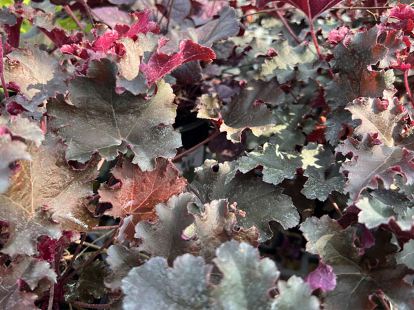 Heuchera 'Purple Petticoats' Coralbells - Container