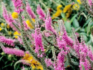 Red Fox Spike Speedwell - Container