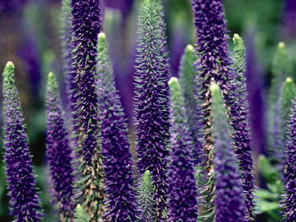 Veronica 'Royal Candles' - Speedwell - Container