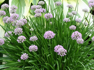 Summer Beauty Allium - Container